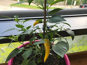 IMG_0459
