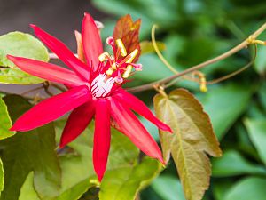 2018_06_26_p_vitifolia1
