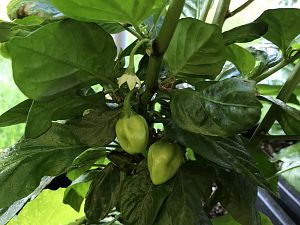 Aji Dulce Amarillo