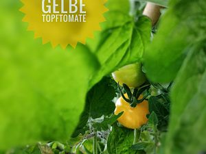 Hahms Gelbe Topftomate
