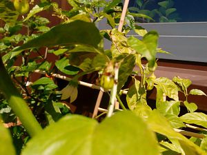 IMG_20180627_131936
