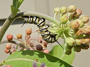 Monarch Raupe