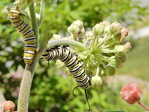Monarch Raupen