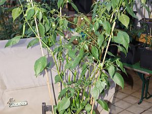 DSC09609