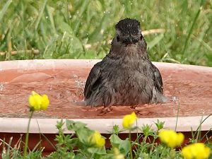 Grey catbird