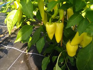 IMG_20180701_150313