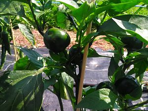 IMG_20180701_150238