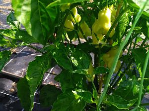 IMG_20180701_150155