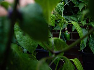 180705_Rocoto_Big_White