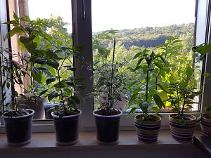 Fenster- Chili - Bank