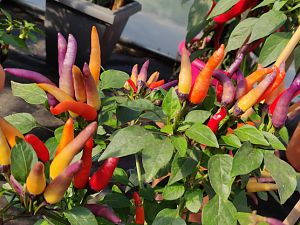 IMG_20180703_173720