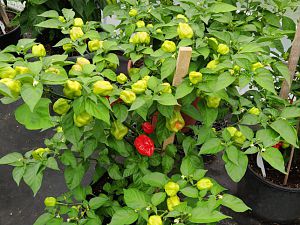 IMG_20180708_093936