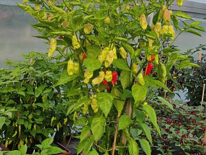 IMG_20180707_060134