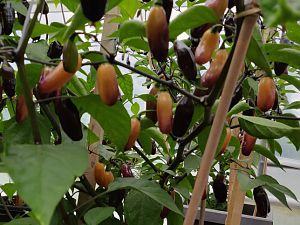 IMG_20180708_094012