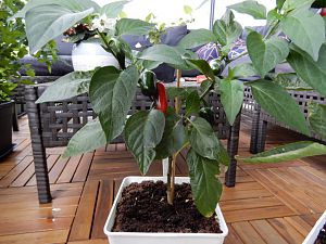 Tam Jalapeno