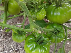 Green Zebra 10.7