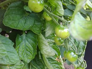 Mexikanische Honigtomate 10.7