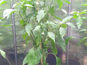 IMG_20180711_190513