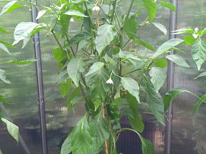IMG_20180711_190516