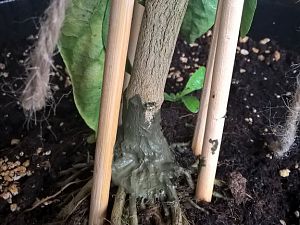 Geschiente Bruchstelle Mit Lacbalsam