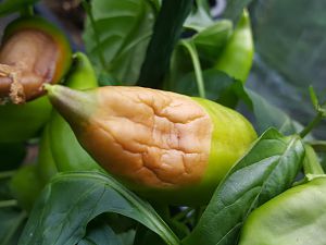 Ungarische Rote (BRAUNE!) 14.07.18