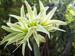 2018_07_14_amaryllis