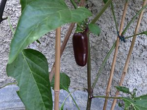 Jalapeno Brown