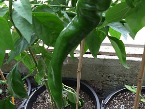 Hangjiao #9 Space Pepper Total Eclipse