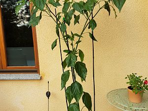 16.07.18 Aji Amarillo