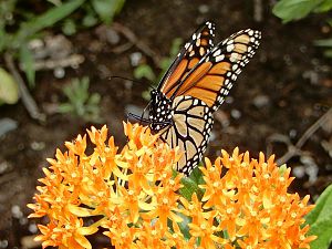 Monarch im Garten