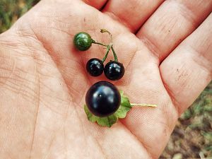 Wonderberry & Jaltomate.
