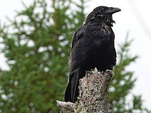 Raven_2
