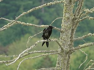 Raven