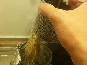 Hydrowurzeln