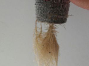 Der Bart wird dichter