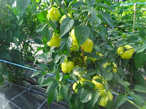 IMG_20180718_181943