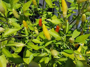 IMG-20180713-WA0000