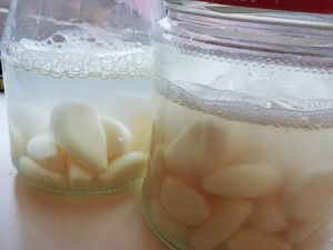 Knoblauch Starter