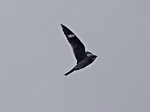Nighthawk
