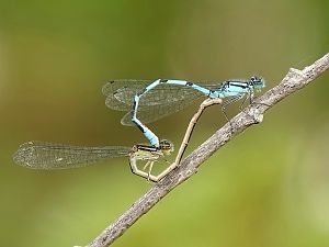 Damselflies