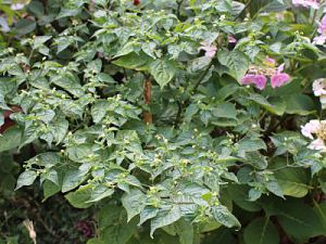 Not Parvifolium