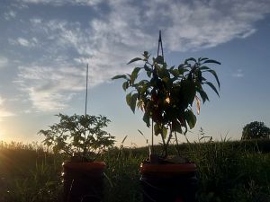 20.07.2018 /// v.l.: Habanero White, Early Jalapeno