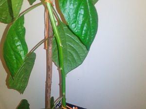 IMG_20180724_091549