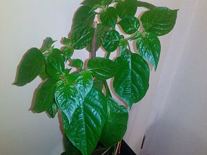 IMG_20180724_091536