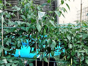 LBOGuyana 34l