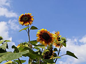Sonnenblumen