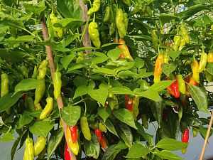 IMG_20180715_165026_669