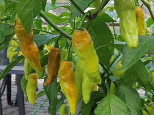 IMG_20180724_191837