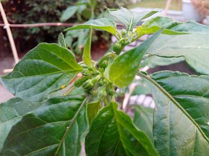 IMG_20180725_204555