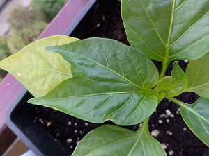 Blatt TJ2